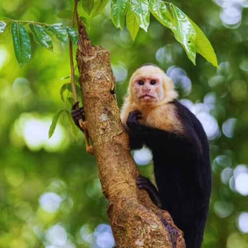 White-faced capuchin monkey perched on a tree in the rainforest – a highlight of Costa Rica ecotourism guide.